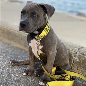 Off-White Yellow logo dog collar & leash N…